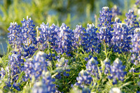 Texas Wildflowers 2007