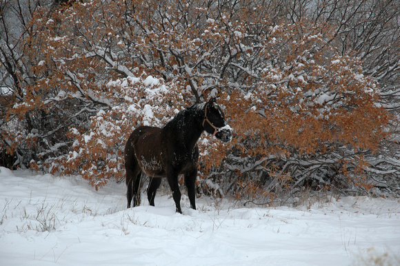 Horse in snow, outside of Taos, NM