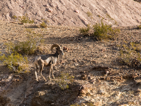 Bighorn Sheep