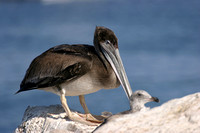 Pelican & chick, Oceanside, CA