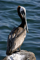 Pelican, Oceanside, CA